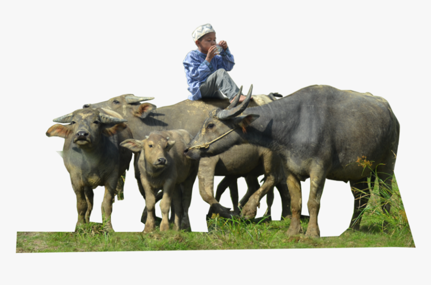 Water Buffalo Png Free Download - Herd Of Buffalo Png, Transparent Png, Free Download