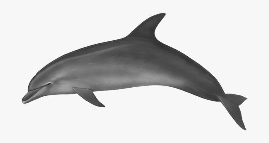 Dolphin Body, HD Png Download, Free Download