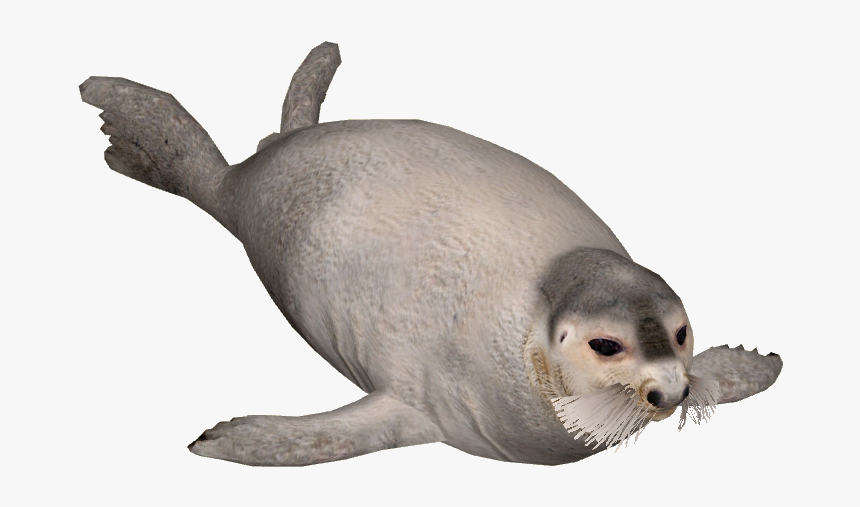 Bearded Seal Png, Transparent Png, Free Download