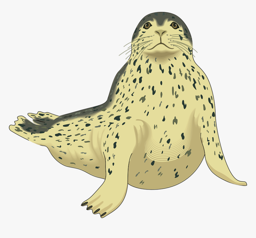 Seal, Gray, Cream, Animal, Spotted, Flippers, Spot - Leopard Seal Clipart, HD Png Download, Free Download