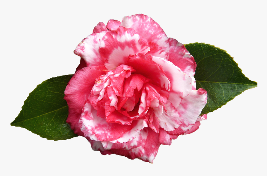 Camellia, Flower, Spring - Camélia Png, Transparent Png, Free Download