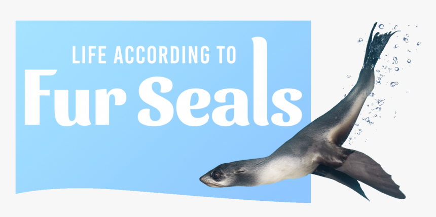 Transparent Seal Animal Png - Net Combo, Png Download, Free Download