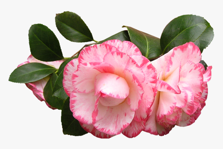 Camellia, Flowers, Leaves, Pink - Camélias Png, Transparent Png, Free Download