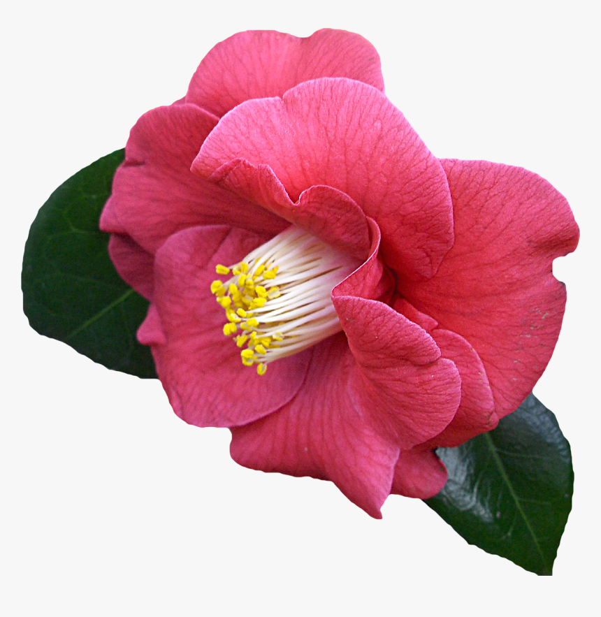 Png, Clipping, Flower, Graphics - Transparent Camellia Flower Png, Png Download, Free Download