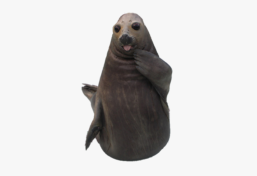 Seal Stuffed Animal Png, Transparent Png, Free Download