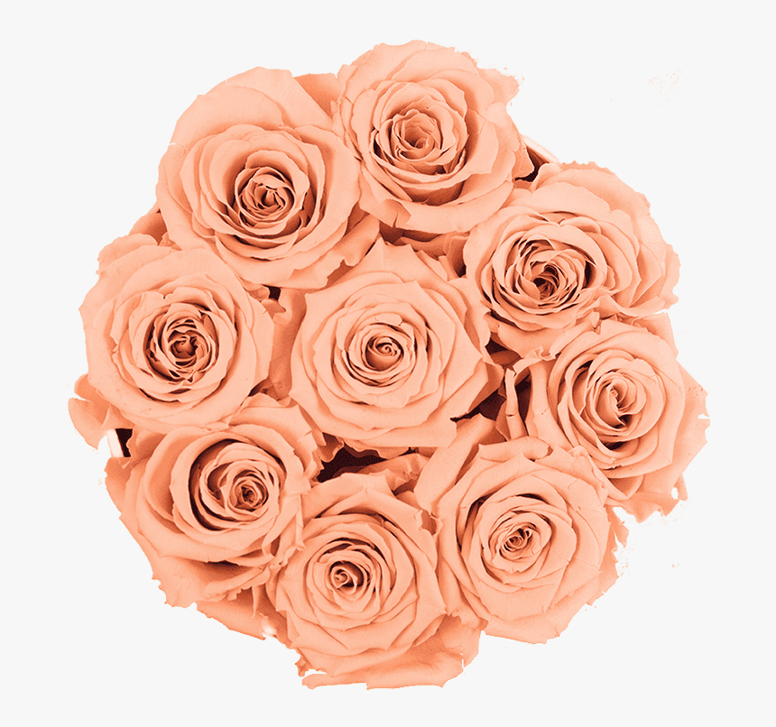 Garden Roses, HD Png Download, Free Download