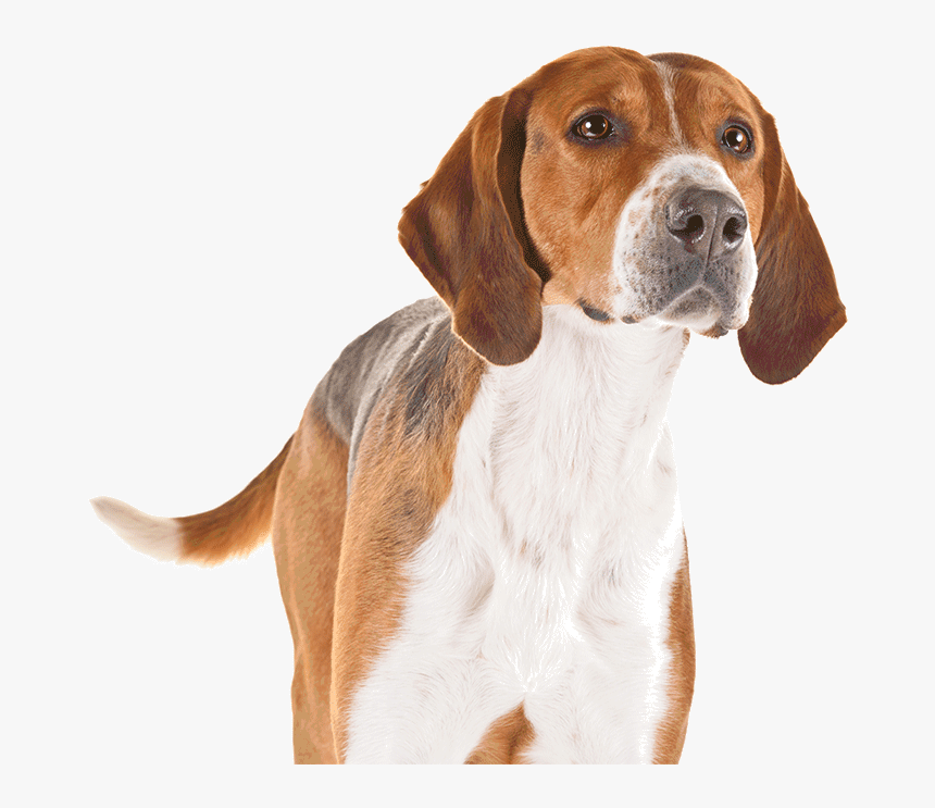 Transparent Caca Png - Foxhound Png, Png Download, Free Download