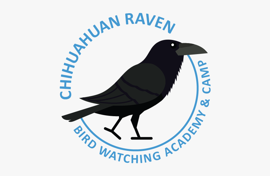 Chihuahuan Raven Picture - Kelompok Informasi Masyarakat, HD Png Download, Free Download