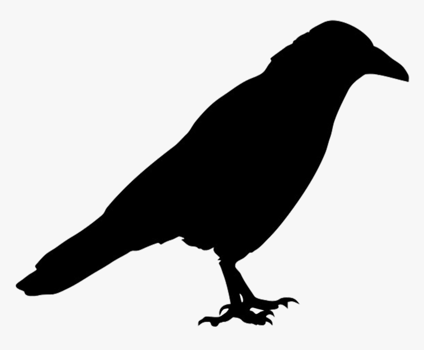 Bird Common Raven Silhouette Western Jackdaw - Raven Silhouette Png, Transparent Png, Free Download