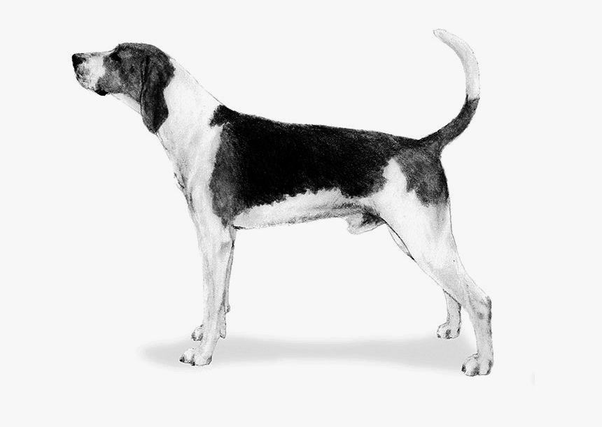 Treeing Walker Coonhound - Harrier, HD Png Download, Free Download