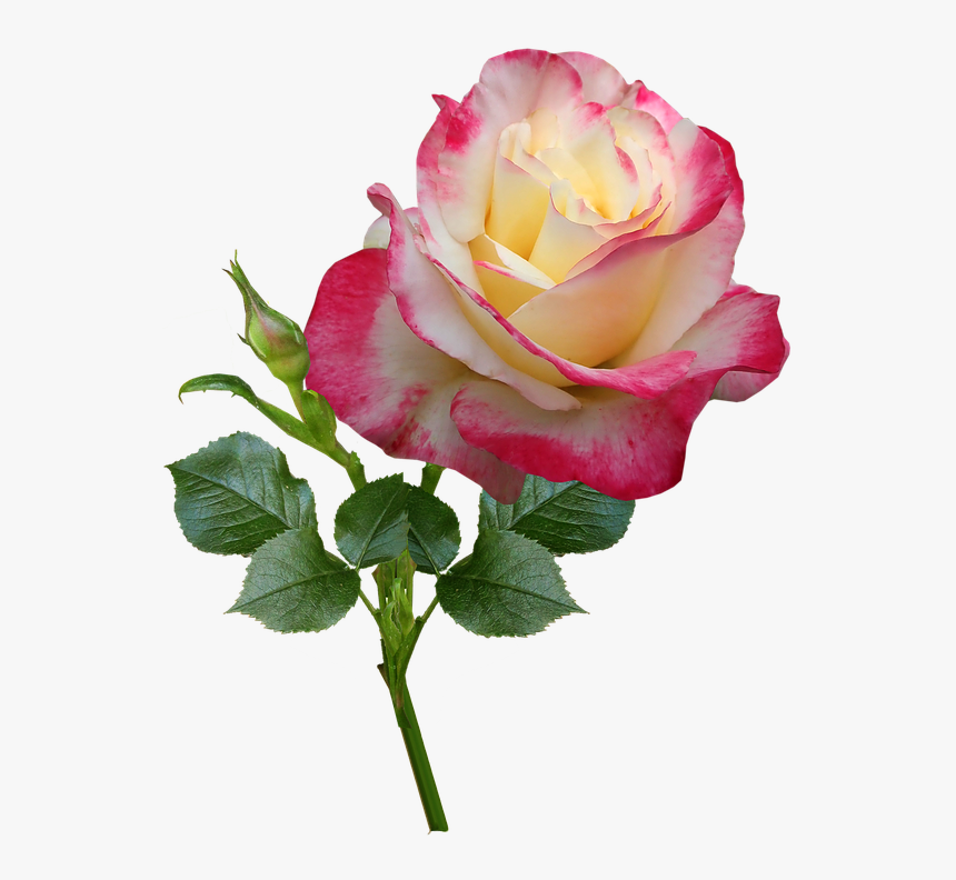 Rose, Stem, Plant, Perfume, Garden, Nature - Hybrid Tea Rose, HD Png Download, Free Download