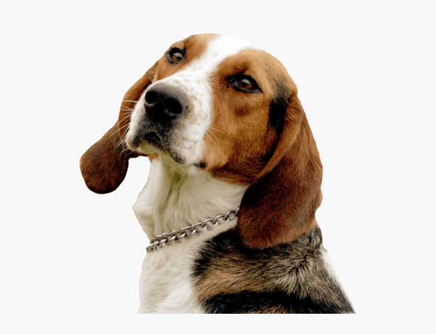English Foxhound, HD Png Download, Free Download