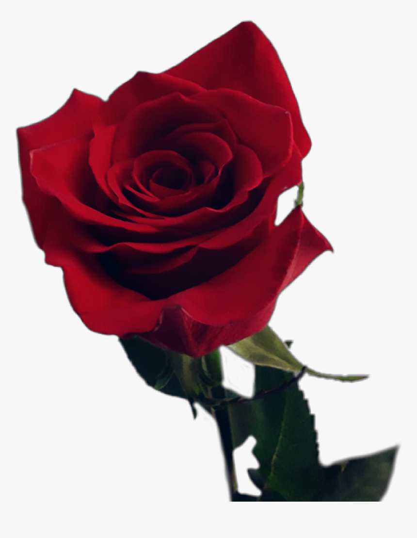 #redrose #rose #stem #red #flower #love #romantic - Floribunda, HD Png Download, Free Download