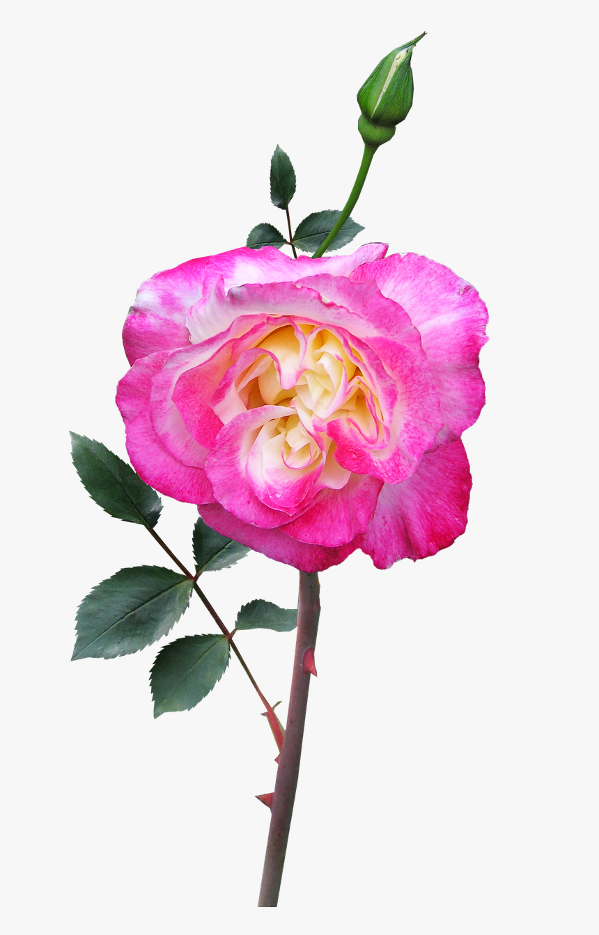 Rose Stem Flower Free Photo - Garden Roses, HD Png Download, Free Download