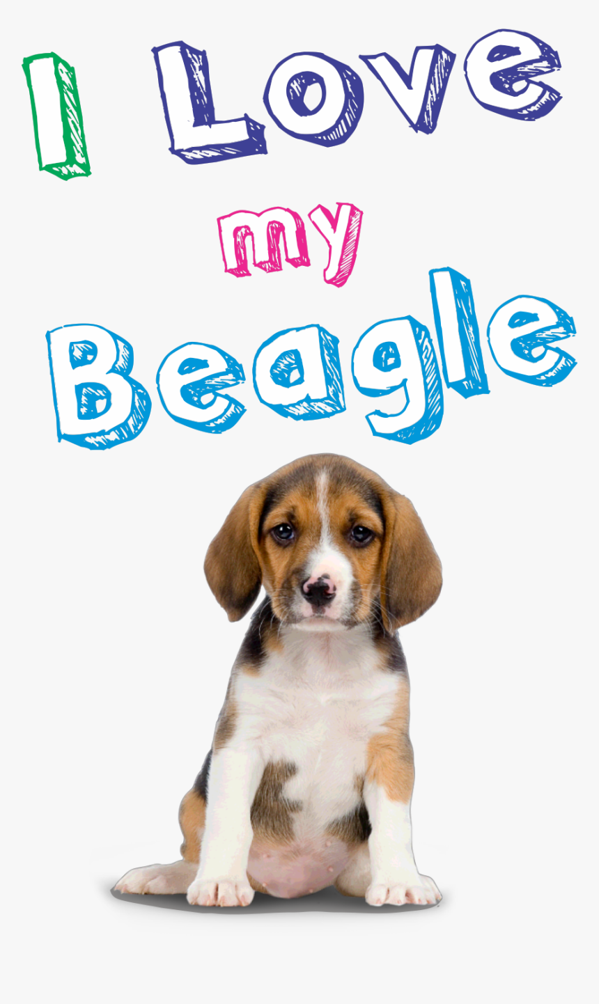Beagle-harrier, HD Png Download, Free Download
