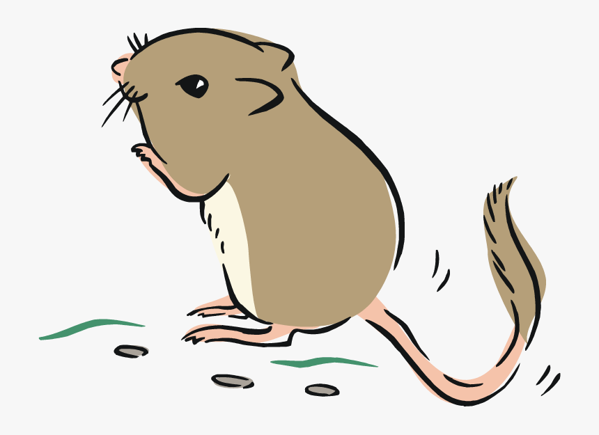 Transparent Kangaroo Clip Art - Gerbil Clipart, HD Png Download, Free Download