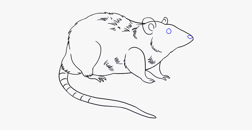 Rat Clipart Simple - Rat Drawing Png, Transparent Png, Free Download