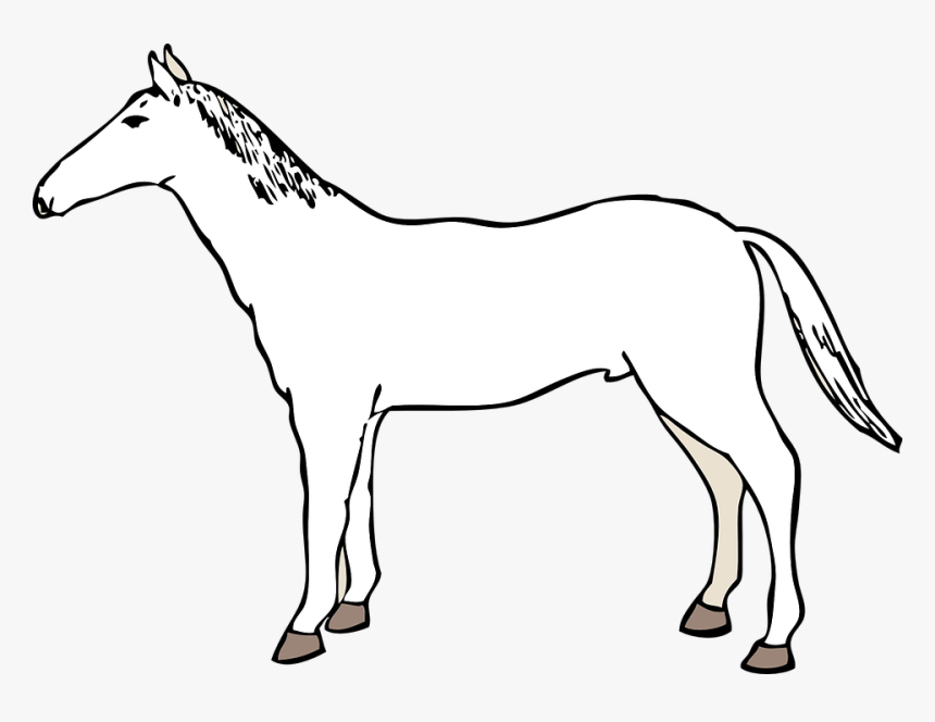 Horse, Tail, Side, White, Tame, Stand - Imagenes De Un Caballo De Lado, HD Png Download, Free Download