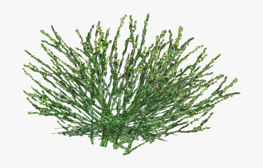Horsetail Png, Transparent Png, Free Download