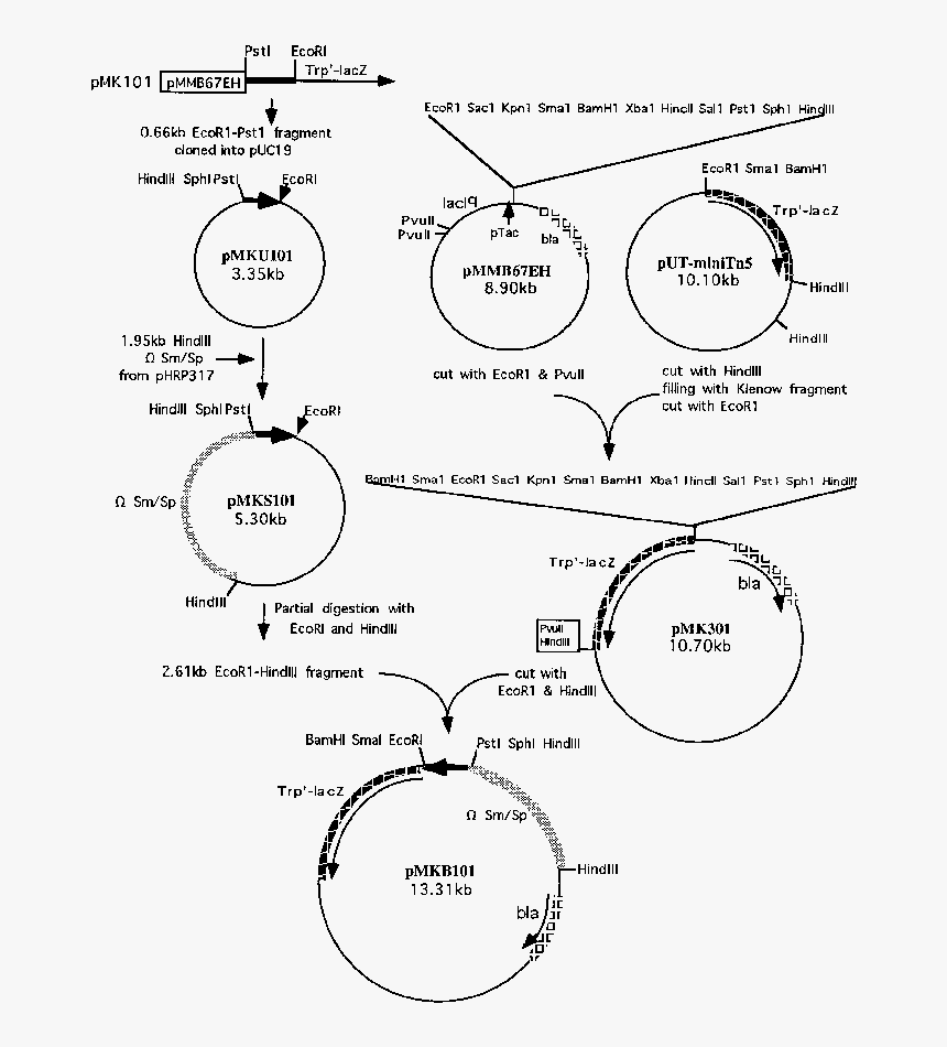 Diagram, HD Png Download, Free Download