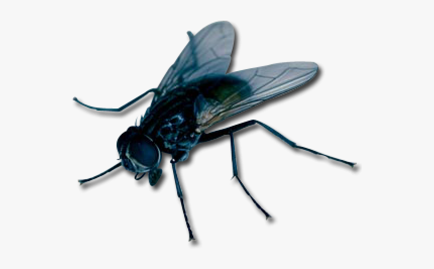 Fly Free Png Image Download - Fly With Transparent Background, Png Download, Free Download