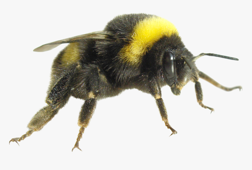 Fly Png Dead - Bumble Bee, Transparent Png, Free Download