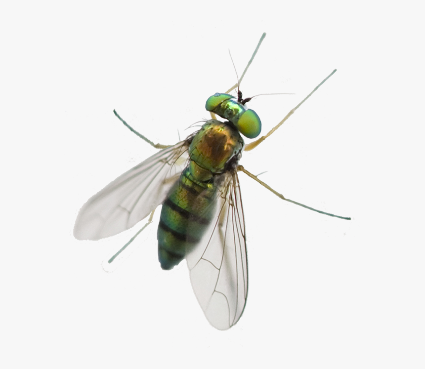 A1 Exterminators Greenhead Fly Silo Control - Greenhead Horse Fly, HD Png Download, Free Download