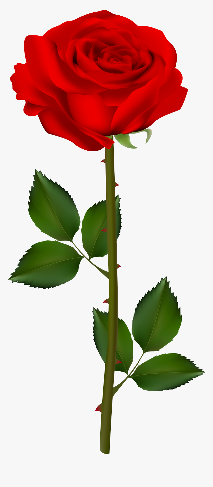 Rose Garden Clipart At Getdrawings - Transparent Background Rose Png, Png Download, Free Download