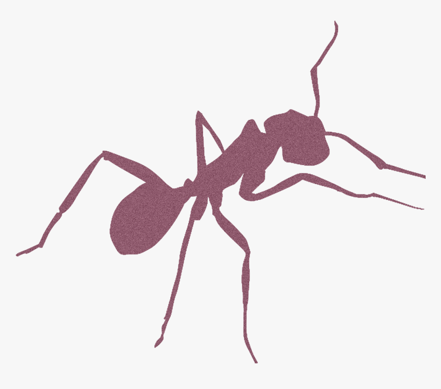 Transparent Mariposas Volando Png - Carpenter Ant, Png Download, Free Download