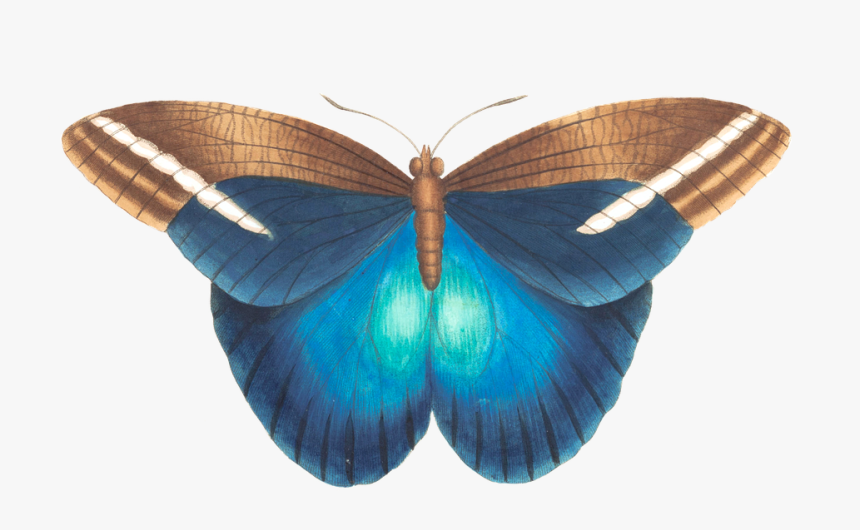 Thumb Image - Blue Vintage Butterfly Png, Transparent Png, Free Download