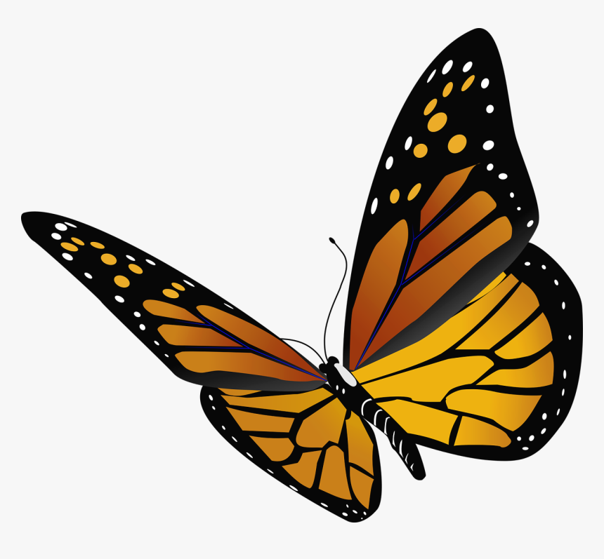 #freetoedit #mariposa #beautiful #butterfly #flying - Transparent Background Butterfly Png, Png Download, Free Download