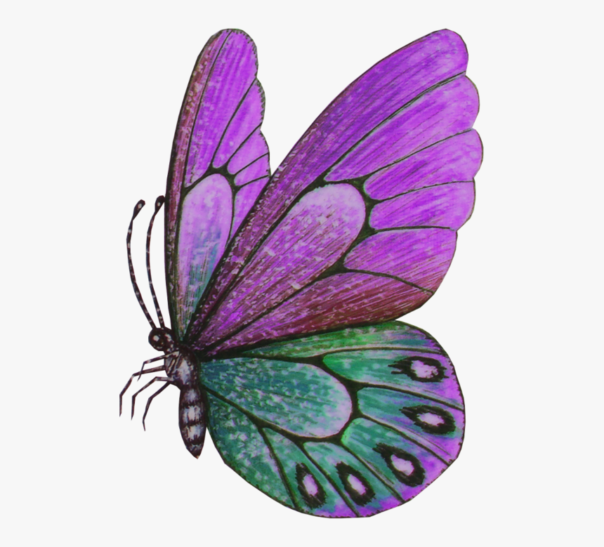 Papillons Butterfly, HD Png Download, Free Download