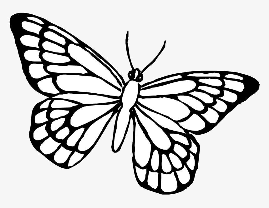 Butterfly Coloring Pages, HD Png Download, Free Download