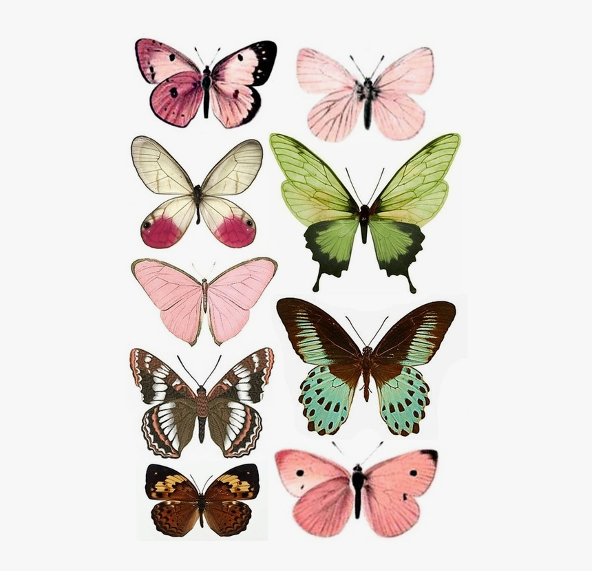 Butterflies To Print, HD Png Download, Free Download