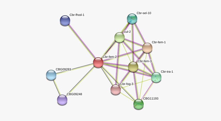 Cbr Fem 2 Protein - Circle, HD Png Download, Free Download