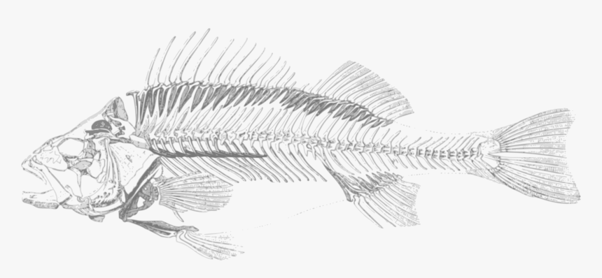 Perch,line Art,fish - Fish Skeleton Transparent Background, HD Png Download, Free Download