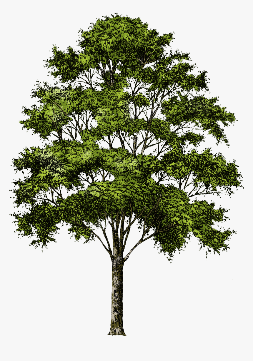 Transparent Background Tree Png, Png Download, Free Download