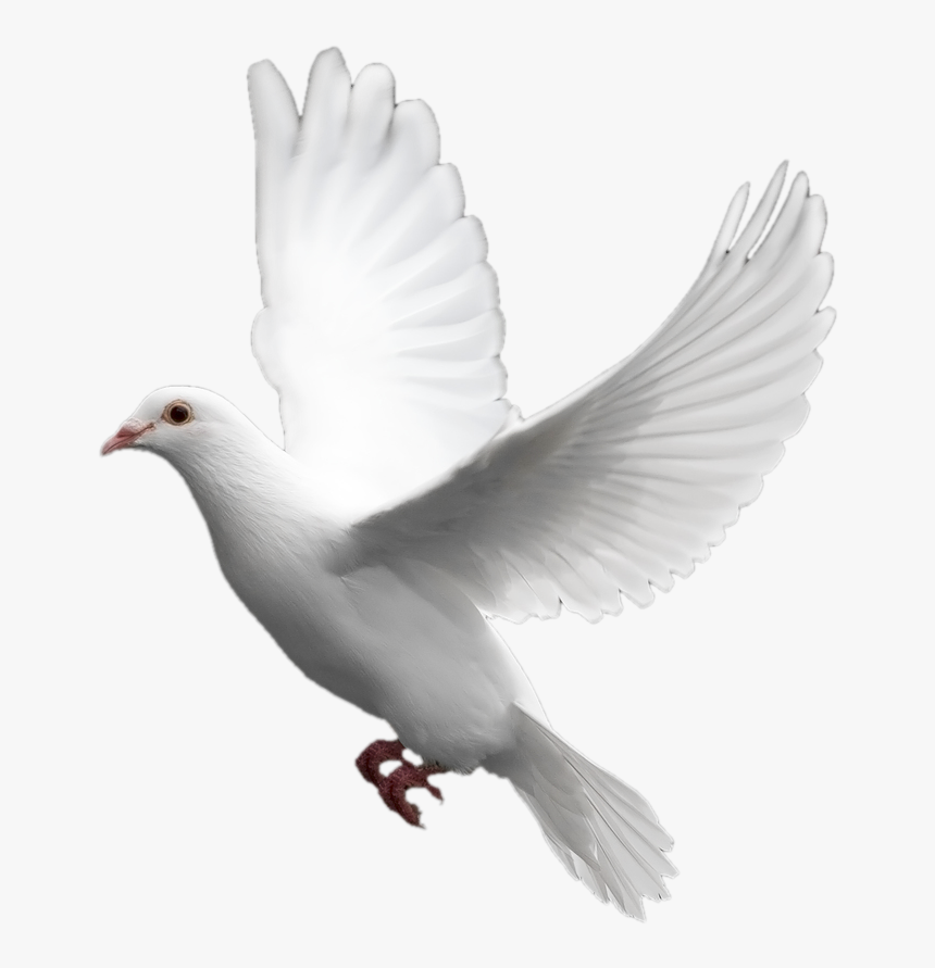 White Dove No Background, HD Png Download, Free Download