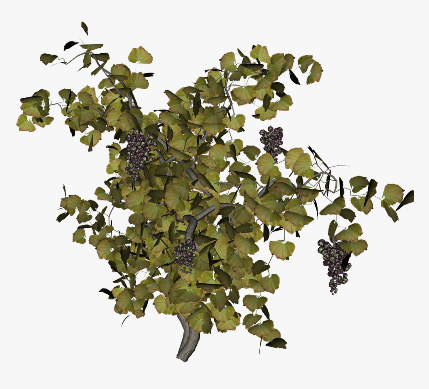 Grape Vine Png - Top View Tree Png, Transparent Png, Free Download