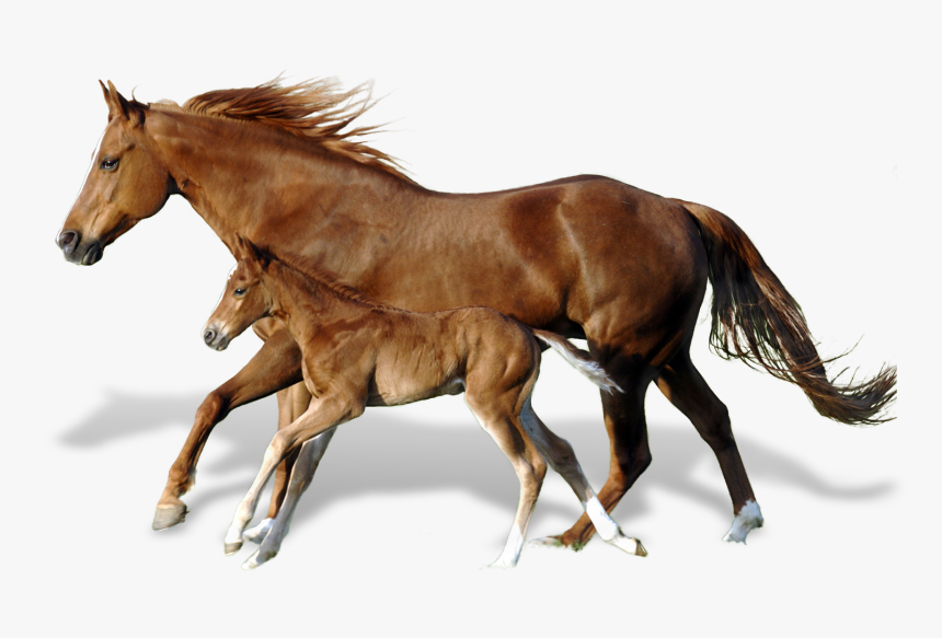 Foal Mare Mustang Andalusian Horse Horses - Breyer Mamacita Y Chico, HD Png Download, Free Download