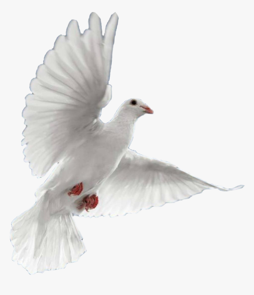 Dove In Flight - Tapash Editz Background Png, Transparent Png, Free Download