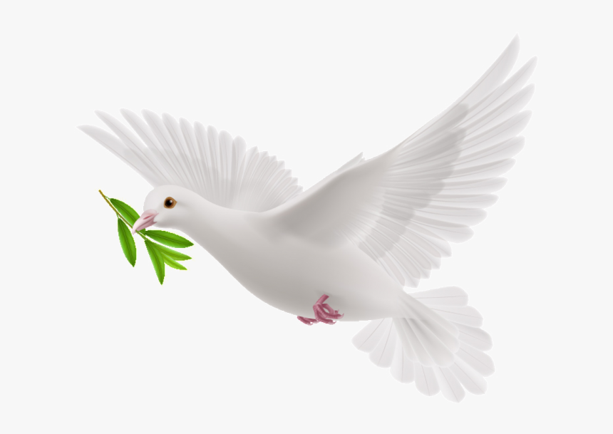 White Flying Pigeon Png, Transparent Png, Free Download