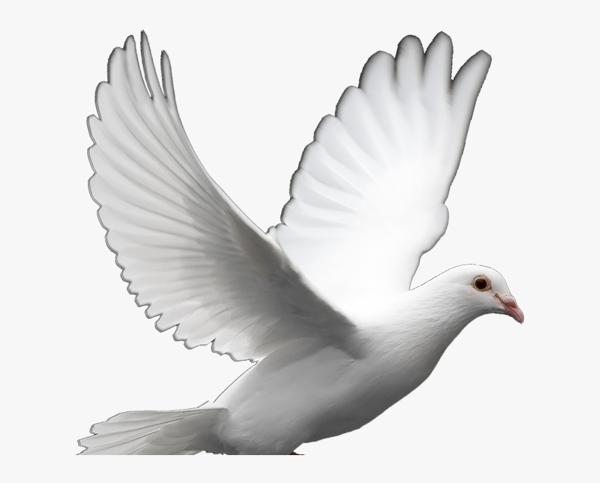 Transparent Dove Png - Transparent Background White Dove, Png Download, Free Download