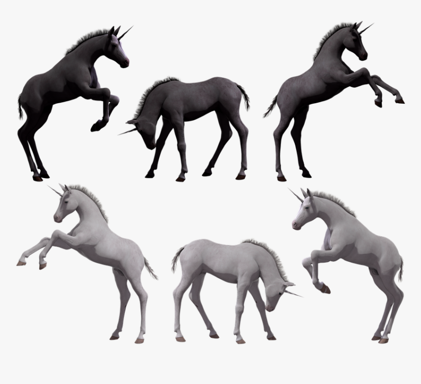 Unicorn, Foal, Colt, Filly, Young, Fantasy, Horse, - Stallion, HD Png Download, Free Download