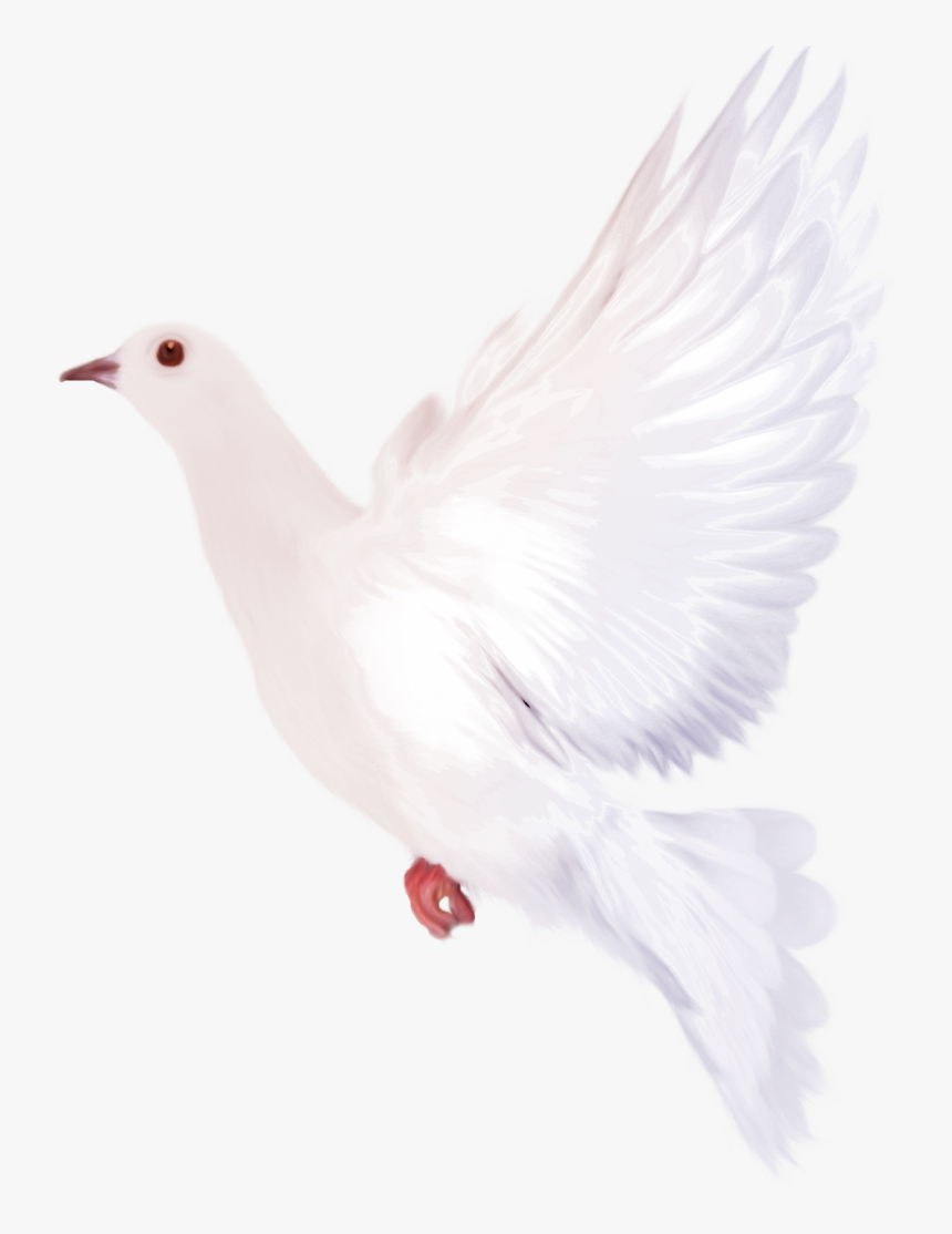 Clipart Wedding Dove - سكرابز طيور الحب, HD Png Download, Free Download