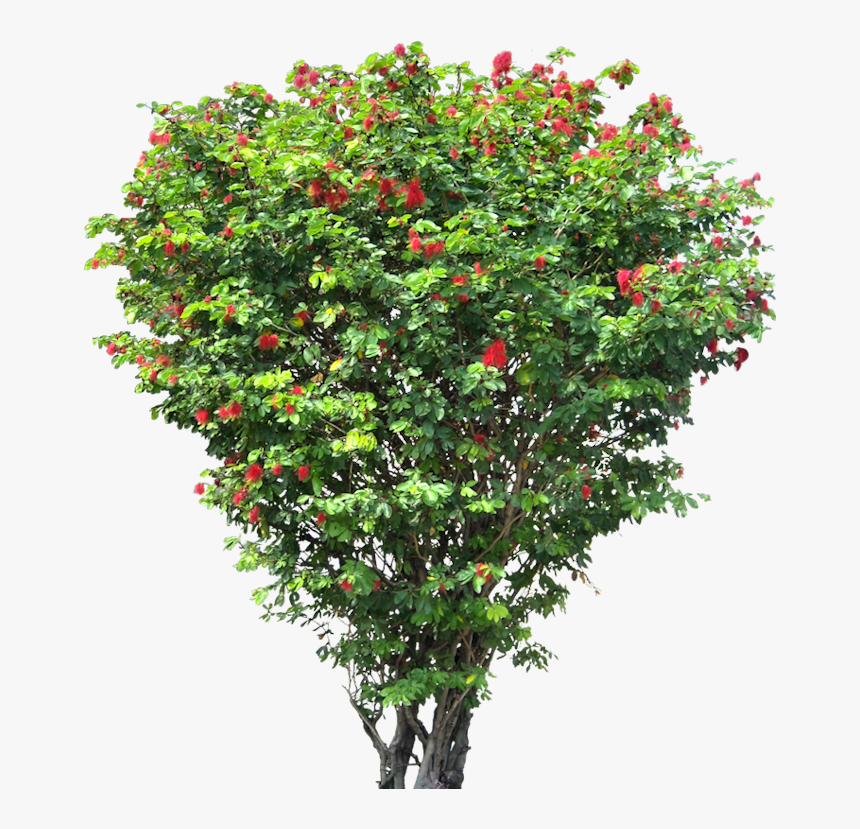 20 Free Tree Png Images - Small Flower Tree Png, Transparent Png, Free Download