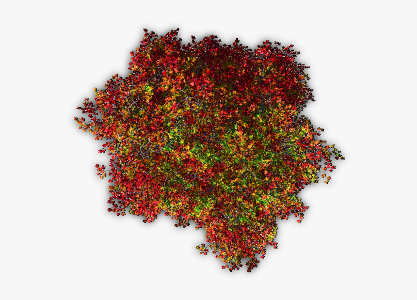 #trees #tree #blossoms #nature #red #autumn #topview - Red Tree Png Top View, Transparent Png, Free Download