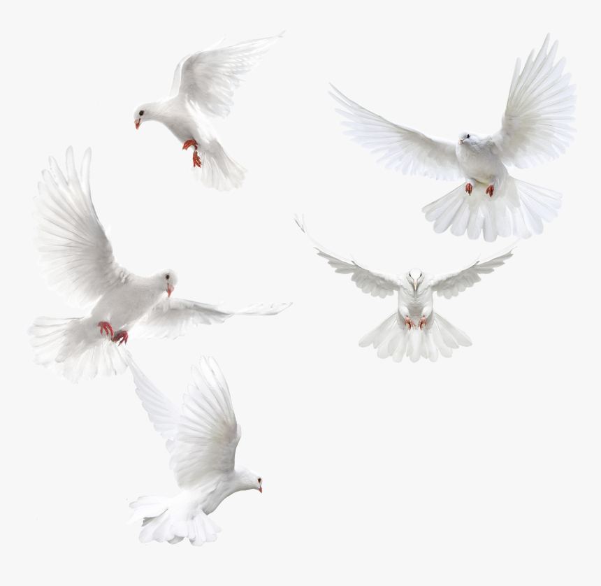 Dove With Open Wings, HD Png Download, Free Download