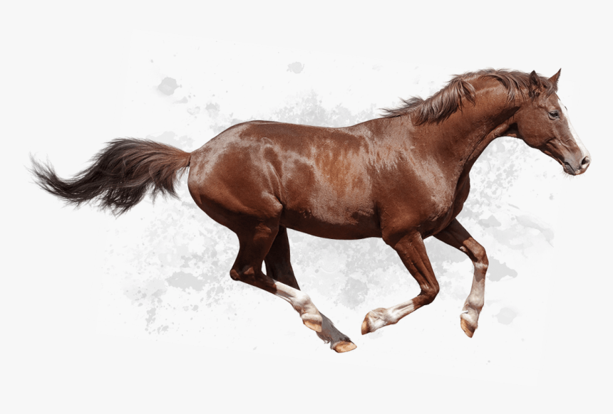 Non Surgical Correction Of Angular Limb Deformities - Running Horse Hd Png, Transparent Png, Free Download