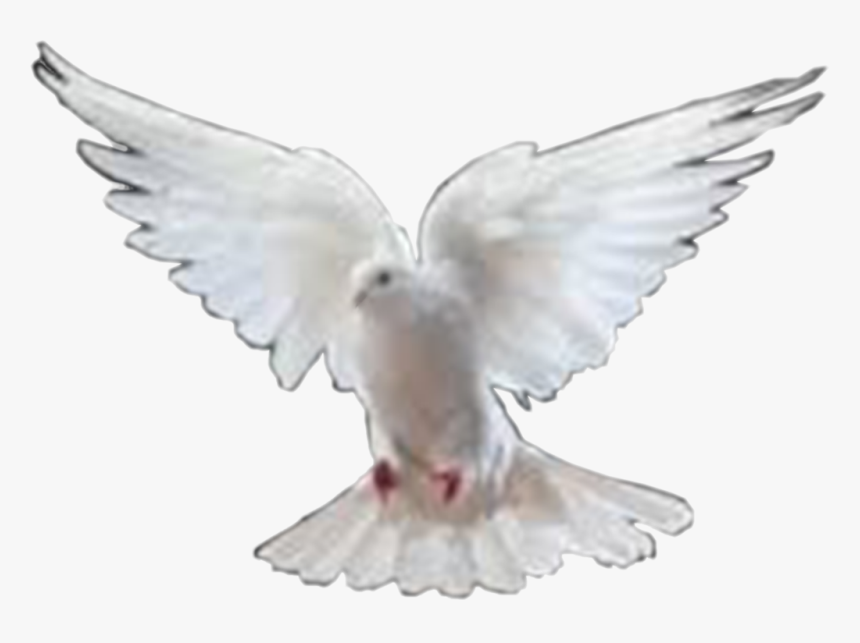 Png Images Of Doves - Bird Pic Png Hd, Transparent Png, Free Download